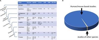 Evolutionary Comparative Analyses of DNA-Editing Enzymes of the Immune System: From 5-Dimensional Description of Protein Structures to Immunological Insights and Applications to Protein Engineering